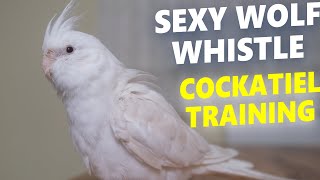 SEXY WOLF WHISTLE  CockatieL Bird Singing Training [upl. by Tifanie376]