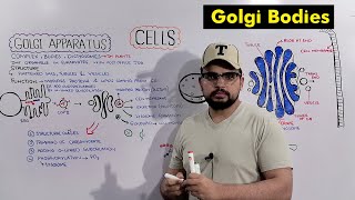 Golgi Apparatus  Golgi Complex Structure and Functions Detailed Series [upl. by Mehetabel]