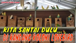 SANTAI DI KANDANG KOLONIDITEMANI WARNA WARNI LOVEBIRD  Burung Lovebird  KANDANG MEWAH CHANNEL [upl. by Sethi674]