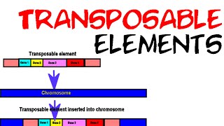 Transposable elements [upl. by Ardnoek456]