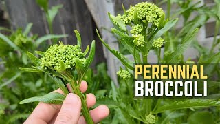 Get Easy amp Delicious Broccoli With This UNSTOPPABLE Perennial [upl. by Timofei]