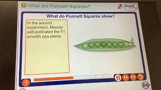 KS4GCSEBiologyMonohybrid cross Mendels peas smooth vs wrinkly [upl. by Tonl725]