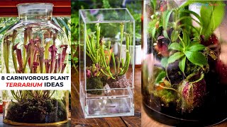 8 Carnivorous Plant Terrarium Ideas terrarium [upl. by Amihsat491]