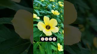 FLOWER turnera subulata🌼🍃😀 nature flowers subscribemychannel shortvideo [upl. by Walter]