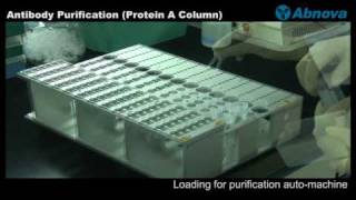 Antibody Purification Protein A Column [upl. by Cahra]