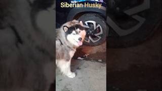 Siberian Huskies are often said to look like wolves shorts siberianhuskywolfdoglover dogshorts [upl. by Dore]