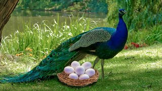 How Peahen Laying Eggs And The Eggs Hatching To Cute Peachick [upl. by Ellerd]