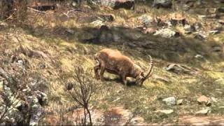 Fauna nel Parco Nazionale del Gran Paradiso [upl. by Hussein980]