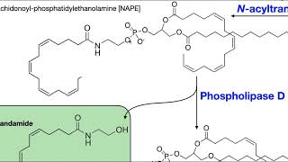 Endocannabinoids Part 1  Biosynthesis of Anandamide amp 2AG [upl. by Eniloj683]