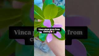 Vinca flower grow from cutting🌸🌸🌿🌿 [upl. by Hoebart]