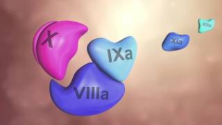 Coagulation Cascade Animation  Physiology of Hemostasis [upl. by Schubert575]