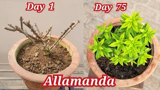 Allamanda flower plant care Allamanda को घना कैसे बनाए  Allamanda plant fertilizer [upl. by Annasor]