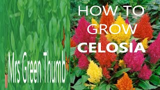 How to grow Celosia  Step by step [upl. by Lynea449]