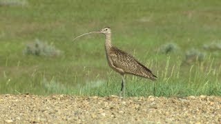 Curlews [upl. by Hillard]