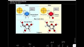 Must watch Ribose and Deoxyribose differences in less than 1 minute [upl. by Gnurt]