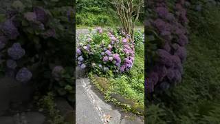 HYDRANGEA GARDEN japan гортензія hortensia hydrangeas гортензия macrophylla flowershortsсад [upl. by Barret]