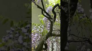 beautiful wisteria bonsai [upl. by Derry]