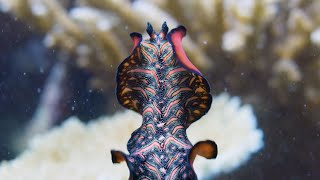 Meet the PenisFencing Flatworm  The Mating Game  BBC Earth [upl. by Rhtaeh]