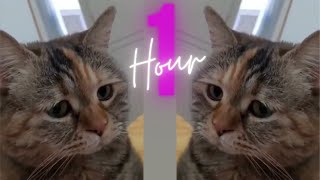 Sad Cat Meowing Meme  1 hour [upl. by Terris]