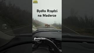 Święte Krowy na Maderze [upl. by Ylimme]