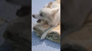 TuffyampBella shortvideo dog pets doglover [upl. by Herrera]