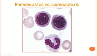 Morfologia Eritrocitária parte I [upl. by Zea]