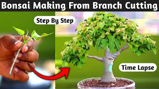 Bonsai Making From Branch Cutting [upl. by Huxham96]