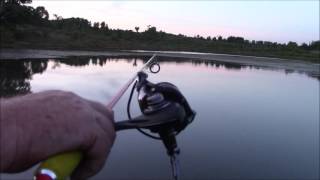 Daiwa Legalis 3000H vs Lews SG300 vs Mitchell 300  quotField Testingquot Best 50 Dollar Spinning Reel [upl. by Sinclare]