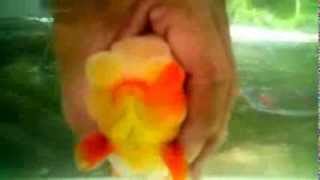 Oranda Ranchu an amazing goldfish crossbreeding [upl. by Inod]