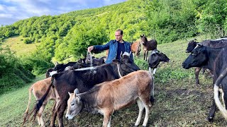 Sprinkling Salt On Cows The Traditional Way On A Gorgeous Spring Day [upl. by Saqaw]