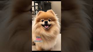 Tyson Pomeranian and his smile viral ai [upl. by Yelekreb616]