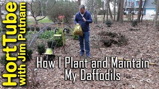 How I Plant and Maintain Daffodil Bulbs Narcissus💐 [upl. by Kristoffer]