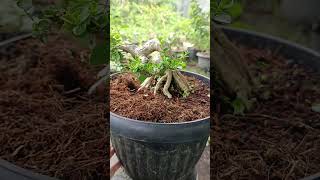 bonsai sancang bu waroengkacir real bonsai bonsaisancang bonsaidream bonsaiindonesia [upl. by Esilana]