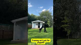 Training isn’t just for puppies [upl. by Ruyle]