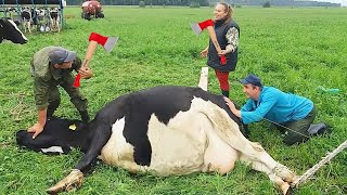 How Cow Give Birth BABY CALF BEING BORN Incredible Modern Cows Milking​ Farm WithMe​ Milk Feeding [upl. by Ocir]