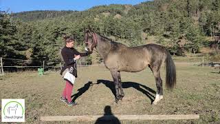 Etalon à saillie  Akhal Teke  Cheval de 14 ans Kemput [upl. by Chilton]