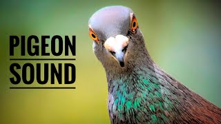 Pigeon Sounds To Attract Pigeons  All Giribaz Pigeon  Pigeon Sound [upl. by Josefina]