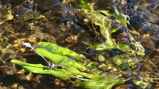 Argia Dancer Damselflies ovipositing [upl. by Enirak]