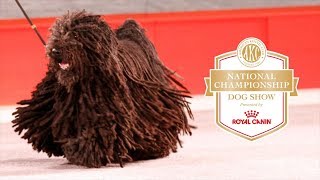 2018 AKC National Championship presented by Royal Canin [upl. by Cronin741]