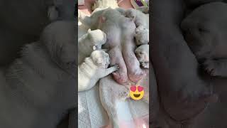 Mother Dog Feeds Five Hungry Puppies at Once cutepuppy puppy doglovers [upl. by Cuyler270]