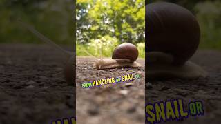 Be careful with cone snail 🐌 shorts ytshorts trending explore facts animals [upl. by Brecher]