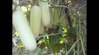 cucumber Cultivation in sinhala pipincha wagawa පිපිඤ්ඤා වගාව Home gardening ගෙවතු වගාව gewathu [upl. by Aketahs153]