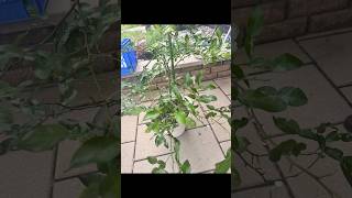 Harvesting kaffir lime leaves without harming the plant harvest plants garden [upl. by Eyk]