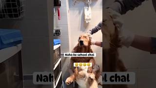 Raja beta nha kr school chla🧸😱 shorts short reels funny dog [upl. by Trellas]