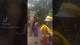 කැබිලිත්ත travel toursrilankawb trending wildlife nature elephant adventure nature [upl. by Dnalel]