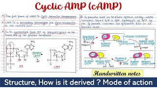 Cyclic AMP  cAMP [upl. by Ellita]