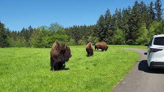 Northwest Trek Wildlife Park self drive guided tour  Eatonville Washington [upl. by Virnelli]