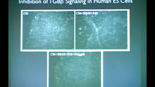 Embryonic Stem Cell Research A Scientific Overview [upl. by Eselahc]