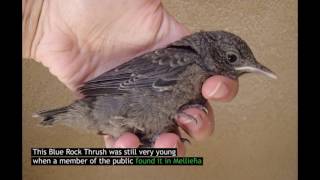 First ever Blue Rock Thrush rehabilitated by BirdLife Malta [upl. by Ylerebmik]