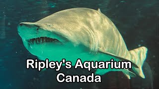 Ripleys Aquarium of Canada Ontario Toronto  Full Tour 2024 4K [upl. by Nytsud]